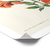 Mango Hummingbird by Audubon Poster ポスター (角)