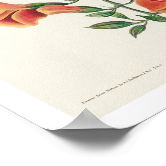 Mango Hummingbird by Audubon Poster ポスター (角)