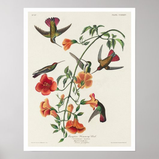 Mango Hummingbird by Audubon Poster ポスター (正面)