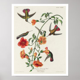 Mango Hummingbird by Audubon Poster ポスター