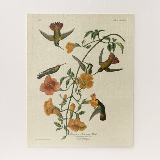 Mango Hummingbird from Audubon's Birds of America ジグソーパズル (縦)