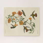 Mango Hummingbird from Audubon's Birds of America ジグソーパズル (横)