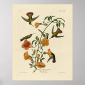 Mango Hummingbird from Audubon's Birds of America ポスター (正面)