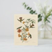 Mango Hummingbird from Audubon's Birds of America ポストカード (スタンド正面)