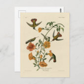 Mango Hummingbird from Audubon's Birds of America ポストカード (正面/裏面)