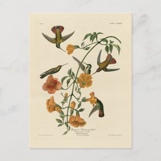 Mango Hummingbird from Audubon's Birds of America ポストカード (正面)