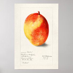 Mango (Mangifera Indica) Fruit Watercolor Painting ポスター