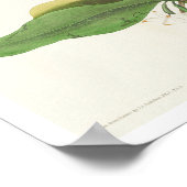 Mangrove Cuckoo by Audubon Poster ポスター (角)