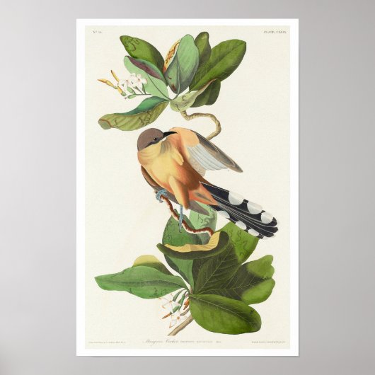 Mangrove Cuckoo by Audubon Poster ポスター (正面)