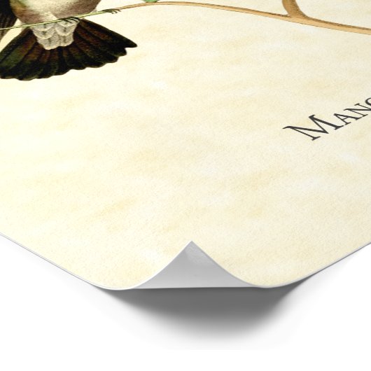 Mangrove Hummingbird Art Print ポスター (角)