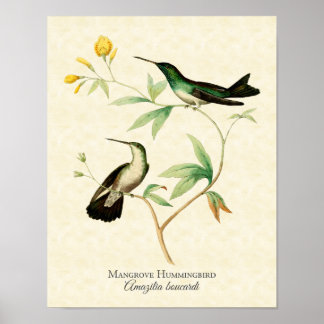Mangrove Hummingbird Art Print ポスター