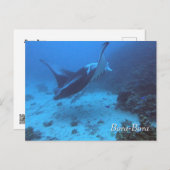 Manta Ray Encounter Diving in Bora Bora ポストカード (正面/裏面)
