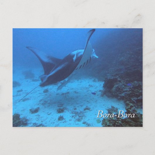 Manta Ray Encounter Diving in Bora Bora ポストカード (正面)