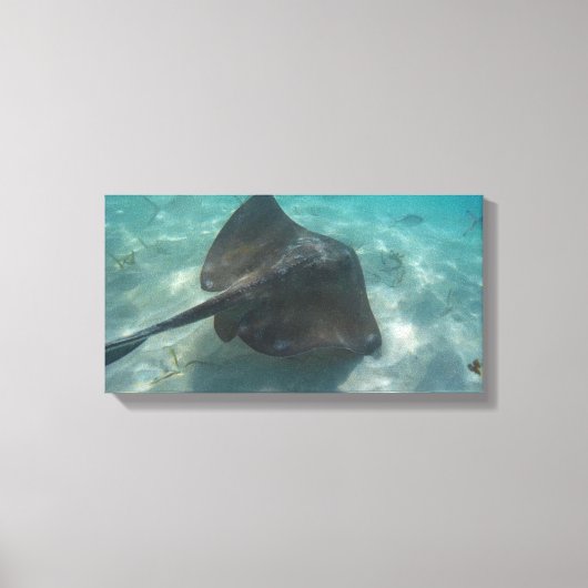 MANTA RAY ON CANVAS 20 "x 16" キャンバスプリント (正面)