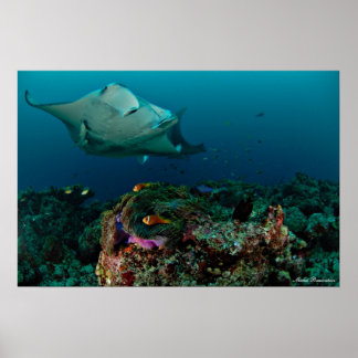 Mantarays over anemone - Poster ポスター