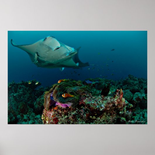 Mantarays over anemone - Poster ポスター (正面)
