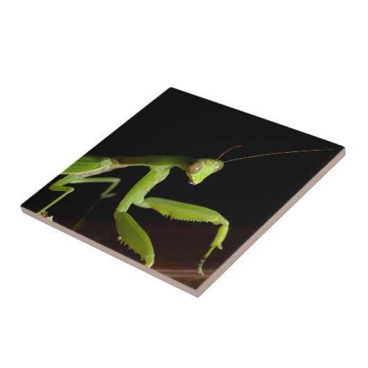 mantidを祈ること タイル (側面)