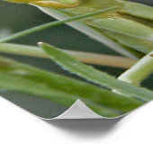 Mantis 475ポスター ポスター (角)