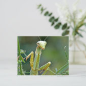 Mantis 475ポストカード ポストカード (スタンド正面)