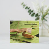 Mantis 83～はがき ポストカード (スタンド正面)