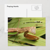 Mantis 83～はがき ポストカード (正面/裏面)