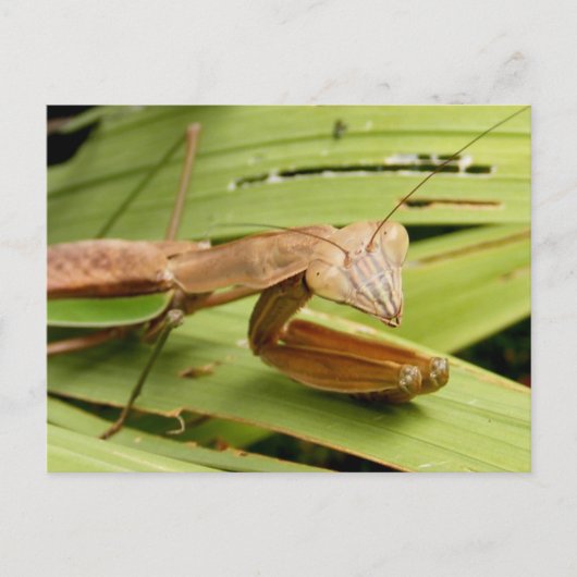 Mantis 83～はがき ポストカード (正面)