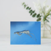 Mantis Skin ～ポストカード ポストカード (スタンド正面)