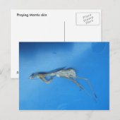 Mantis Skin ～ポストカード ポストカード (正面/裏面)