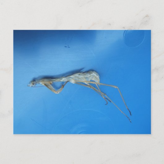 Mantis Skin ～ポストカード ポストカード (正面)