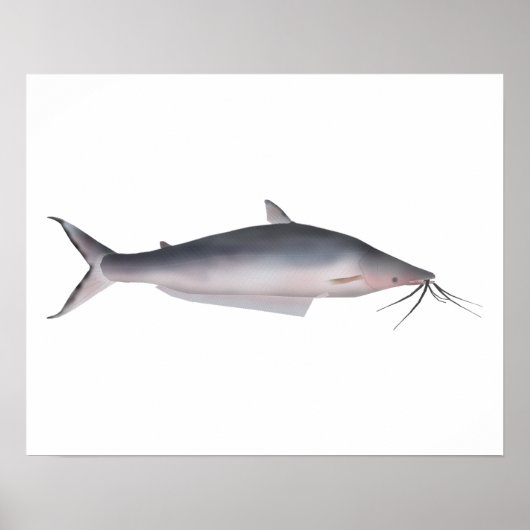 Mapará ポスター (正面)