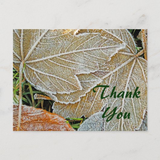 Maple 凍ってい Thank Youポストカード ポストカード (正面)