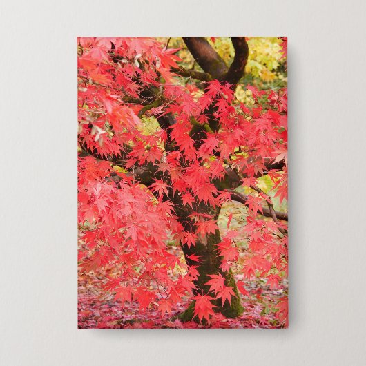 Maple Tree Badge 缶バッジ (正面)