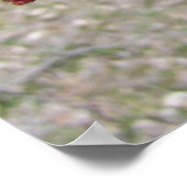 Maple Tree Buds ポスター (角)