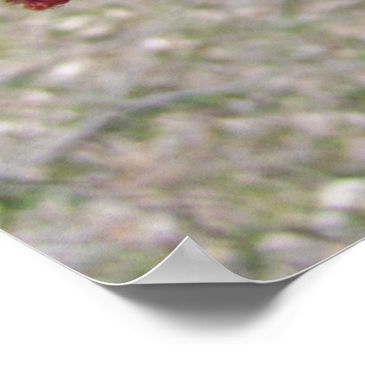 Maple Tree Buds ポスター (角)