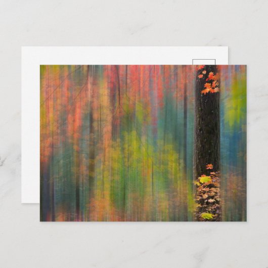 Maple Trees | Silver Falls State Park ポストカード (正面/裏面)