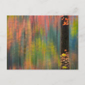Maple Trees | Silver Falls State Park ポストカード (正面)