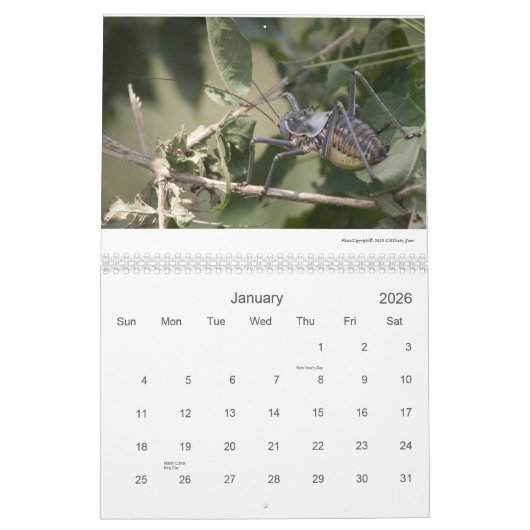 Mapungubwe NP RSAの野性生物2011/12 カレンダー (1月 2026)