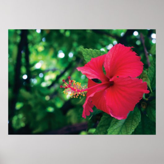 Mar Pacifico Flower 28" x 20"ポスター ポスター (正面)