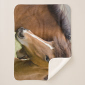 Mare And Colt シェルパブランケット (正面)