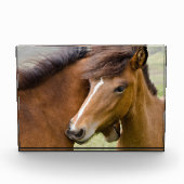 Mare And Colt フォトブロック (正面)