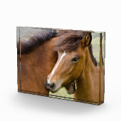 Mare And Colt フォトブロック (右)