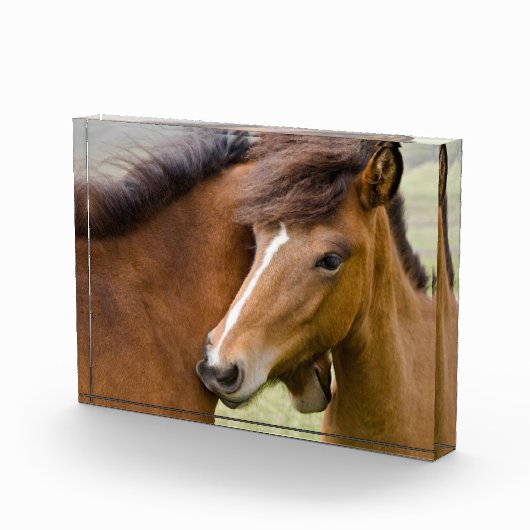 Mare And Colt フォトブロック (右)