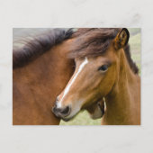 Mare And Colt ポストカード (正面)