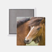Mare And Colt マグネット (正面/裏面)