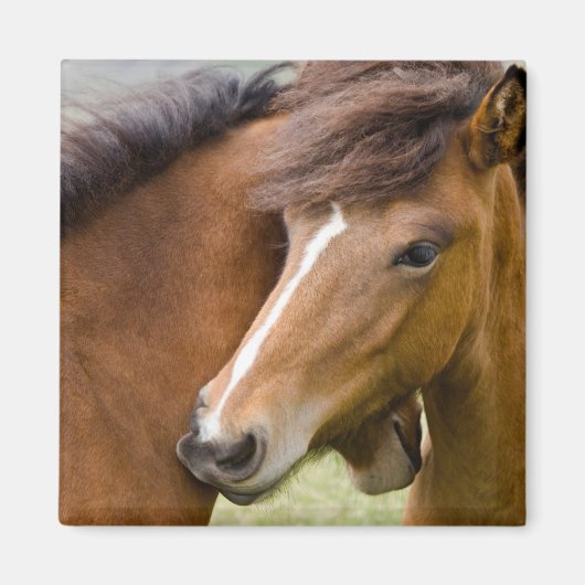 Mare And Colt マグネット (正面)