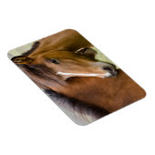 Mare And Colt マグネット (右側)