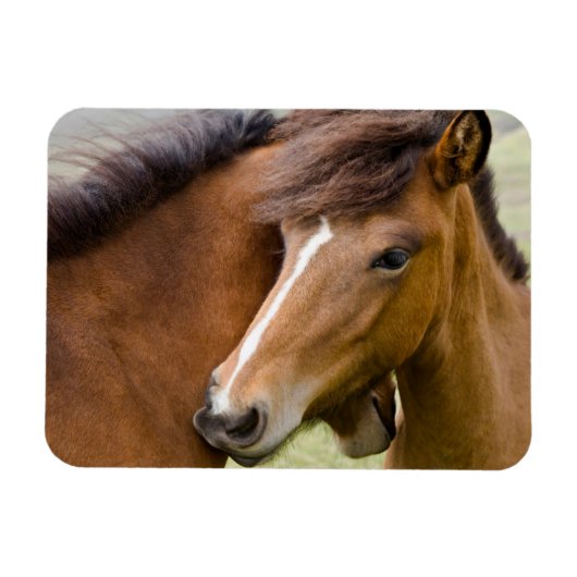 Mare And Colt マグネット (横)