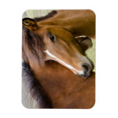Mare And Colt マグネット (縦)