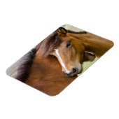 Mare And Colt マグネット (左側)