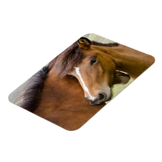 Mare And Colt マグネット (左側)